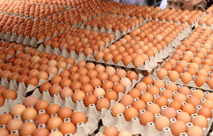 Máquina de moldeo de pulpa para fabricar bandejas de huevos